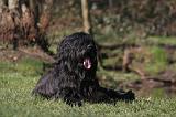 BRIARD 042